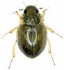 Laccobius striatulus
